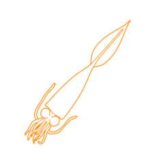 Animals Cephalopods Cockatoo Squid Digital Sketch Svg Design, Free Vectors File